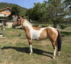 Ponette 4 ans OC à vendre