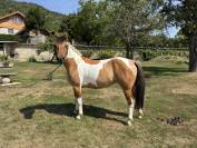 Ponette 4 ans OC à vendre