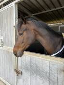 Veni vidi vici Z 5 ans