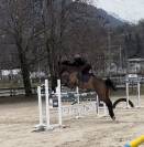 À vendre : hongre oc 8ans