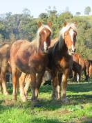 Demi trait pottok/comtois