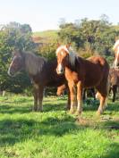 Demi trait pottok/comtois