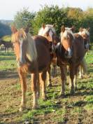 Demi trait pottok/comtois