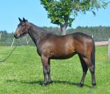 Castrone Purosangue Inglese In vendita 2022 Baio scuro