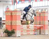 Hongre Poney de Selle Anglais A vendre 2014 Gris