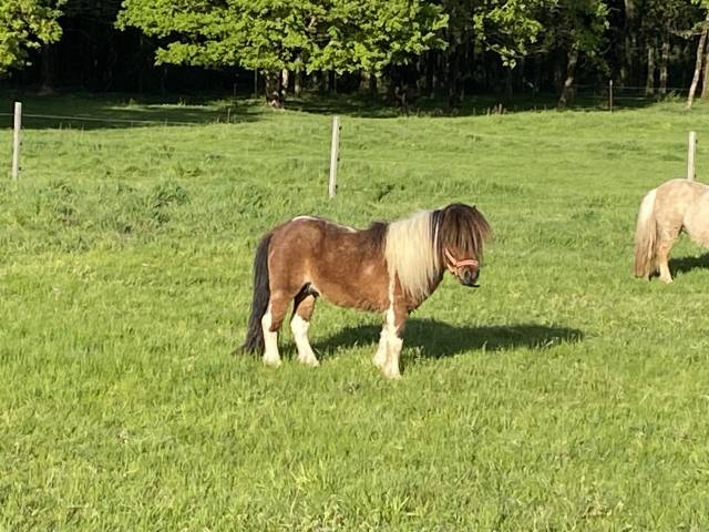 Etalon mini shetland pp