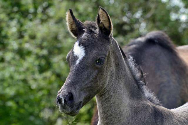 Pouliche half quarter horse oc