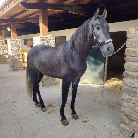 Hongre pre pure race espagnole a vendre 2022 gris par indexado