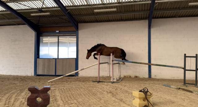 Hongre selle français 5 ans / 1m79 /origines quidam de 