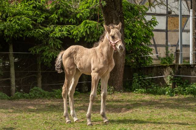 Pouliche pfs isabelle dun mai 2025