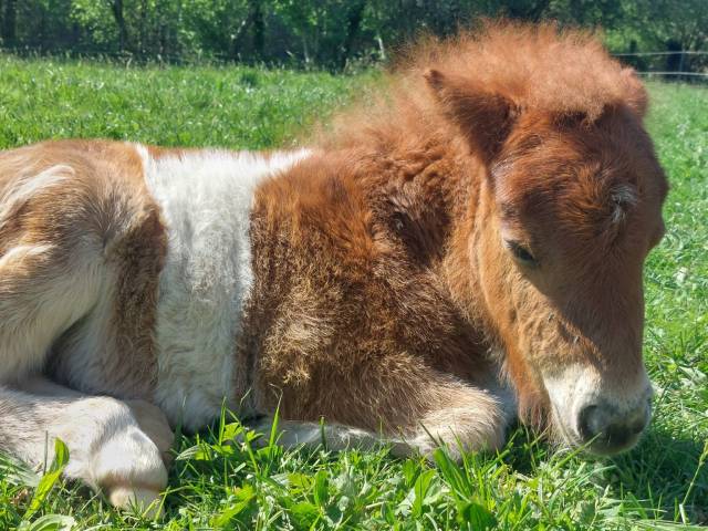 Superbe poulain shetland pp 