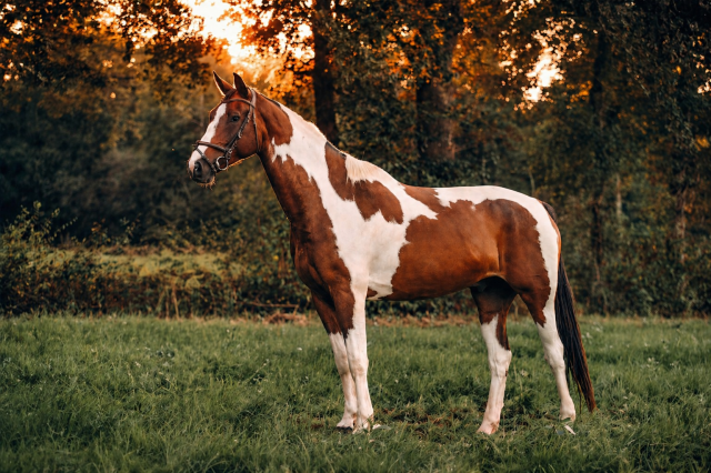 Cheval de sport - hongre de 9 ans