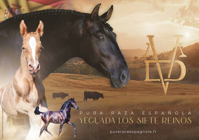 Los siete reinos élevage de chevaux pure race espagnole
