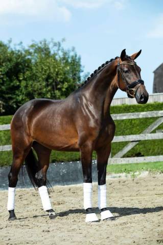 Jument - kwpn - 7 ans - dressage - france