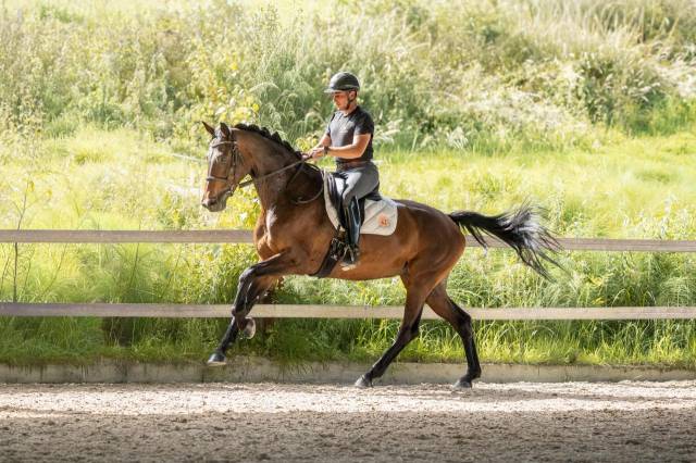 Jument - kwpn - 7 ans - dressage - france