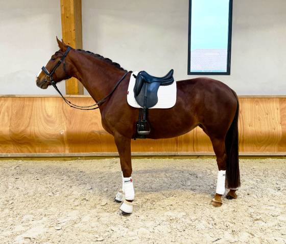 Belle jument de dressage allemande - 8 ans - 175cm