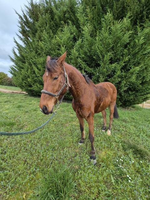 Hongre selle français 10ans