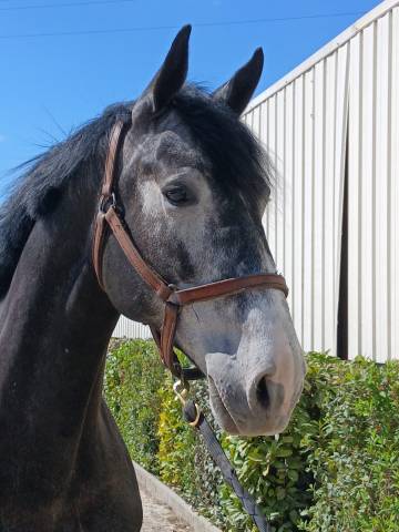 Splendide hongre 6 ans