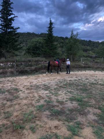 Lusitanien hongre de 17 ans