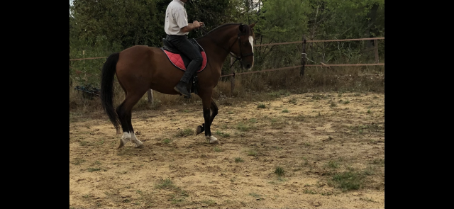 Lusitanien hongre de 17 ans