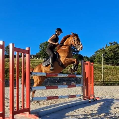 Hongre 10 ans alezan