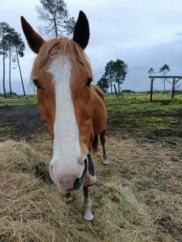 A vendre pour pré retraite
