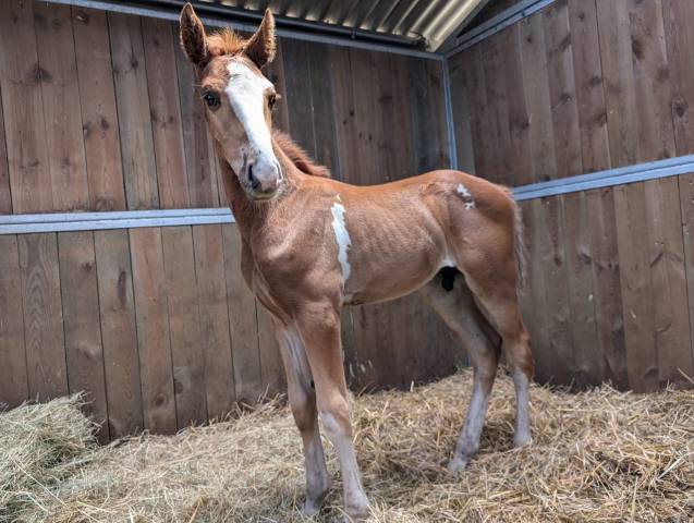 Ouragan pie alezan  par untouchable 27