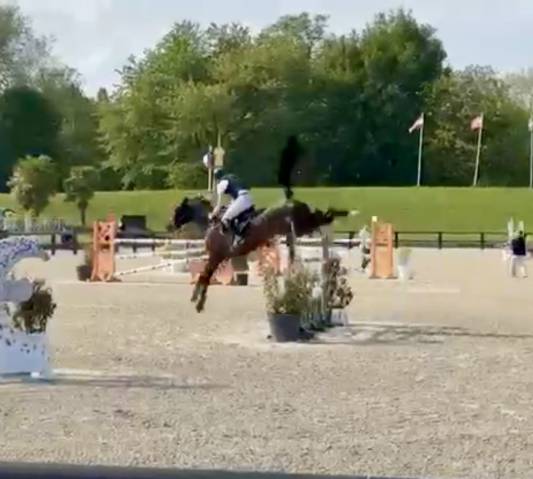 Jument sf expérience pro1 