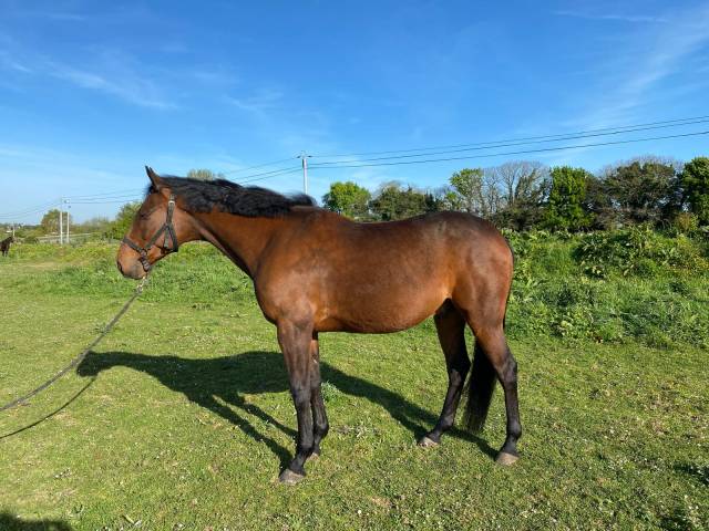 Très beau trotteur français 