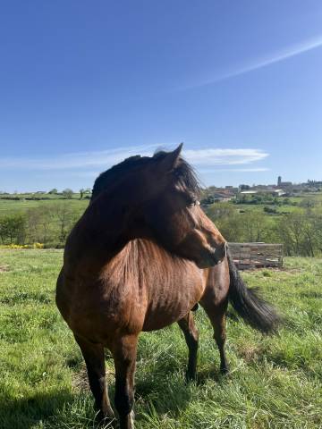 Poney entier taille c 