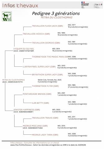 Femelle welsh cob plain papier de 2025 