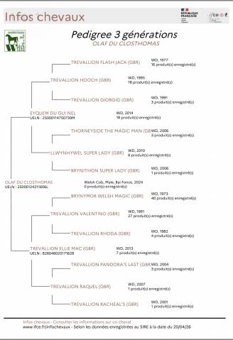 Mâle welsh cob pp de 2 ans 