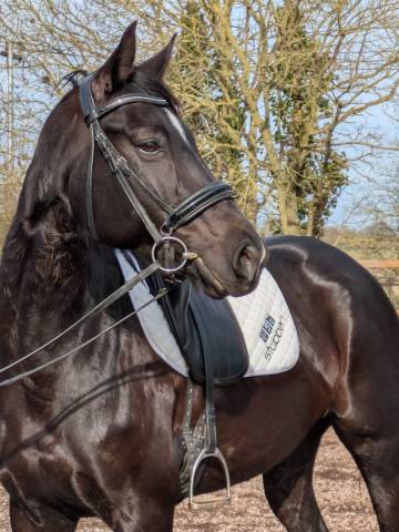Jument de dressage maître d'école 