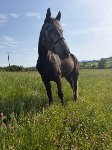 Poulinière connemara 