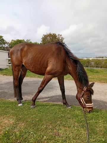 Cap de printemps   pur sang 5 ans – 500€ départ rapide 