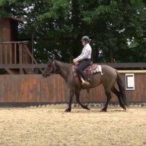 Kala - quarter horse grullo