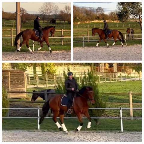 Hongre sf 2020 dressage ou cce