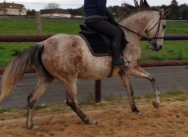 Poulain hongre royal belgium palomino 