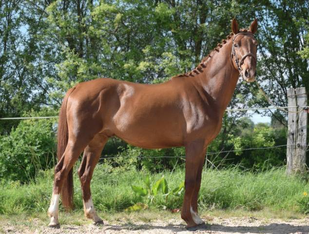 Lancelot d'euro - 5 ans grand d 