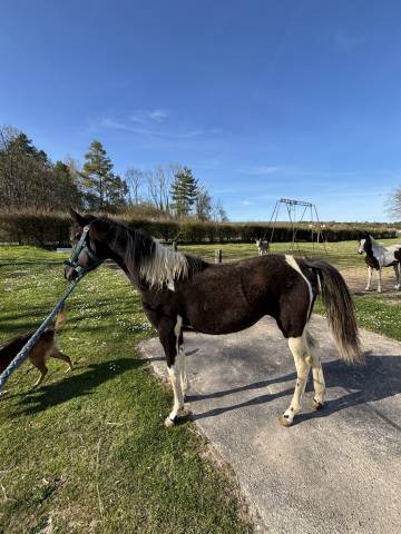 Vente de poulain american paint