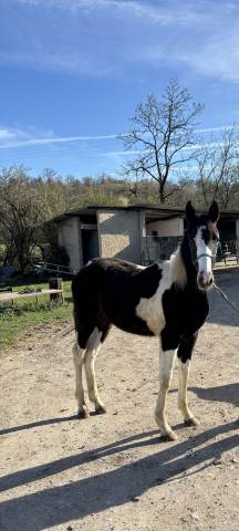 Vente de poulain american paint