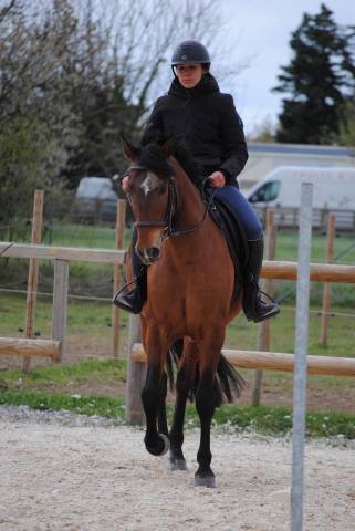  à vendre : senorito – pure race espagnole