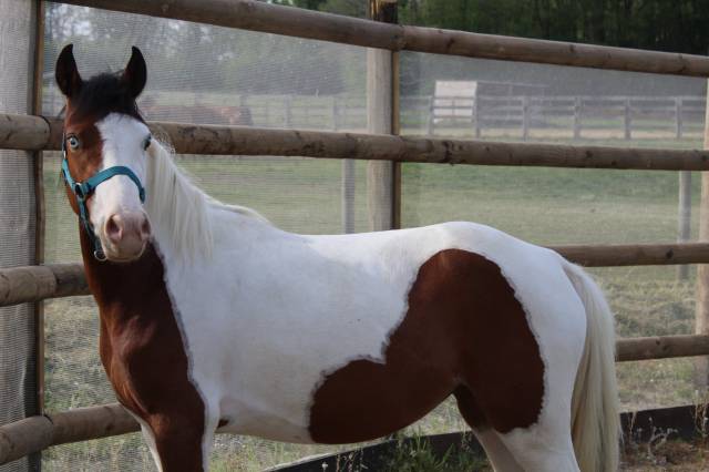 Ponette welsh 3ans