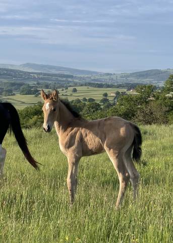 Pouliche isabelle anglo part bred