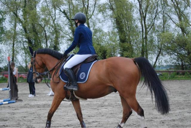 Hongre sbs à vendre 