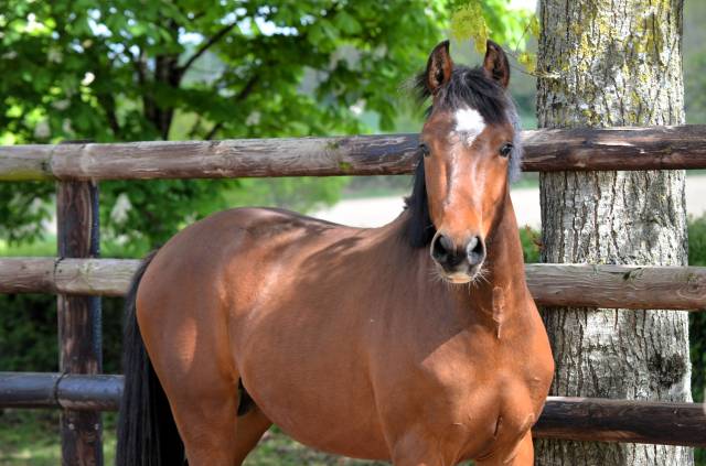 Mâle pfs 2 ans par champagne d'ar cus top origines cso 