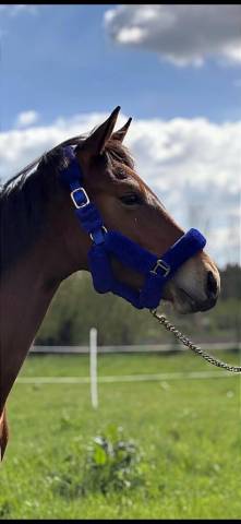 Poulain mâle selle francais 