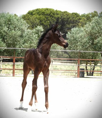 Poulain noir homozygote  2025 par avatar at