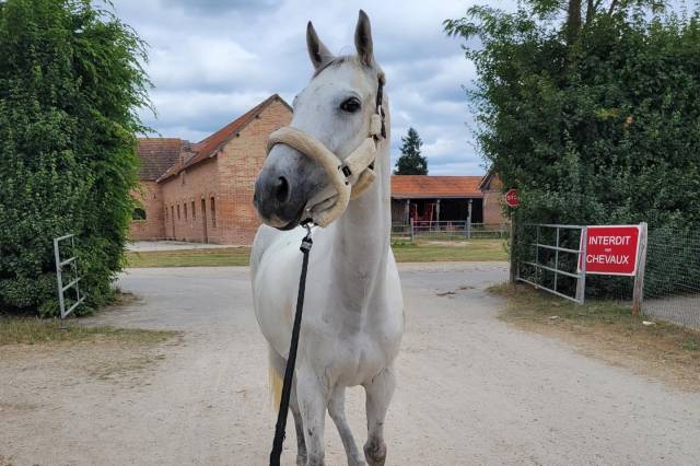 Cheval horse ball à vendre 