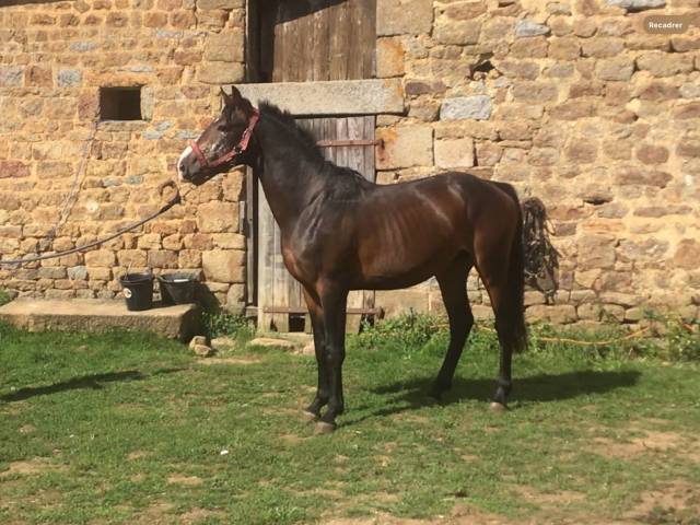 Poney,4 ans